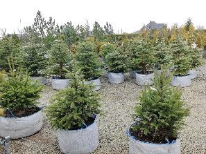 1НОВОЕ ПОСТУПЛЕНИЕ ЕЛИ!