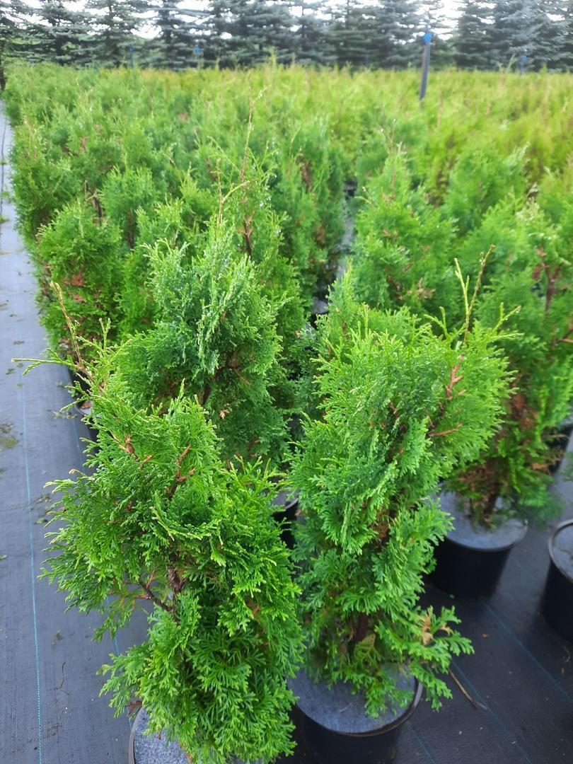 1Предлагаем  туи западные"Smaragd" собственного производства!