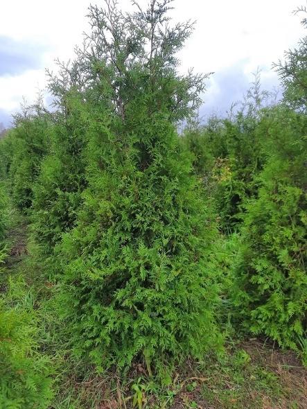 АКЦИЯ!!! Освобождаем поля!!! Туя западная  Brabant от 270 см по 5000 руб.!!