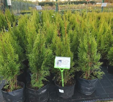 АКЦИЯ!Туя западная "Smaragd" 060 см  С5-7,5