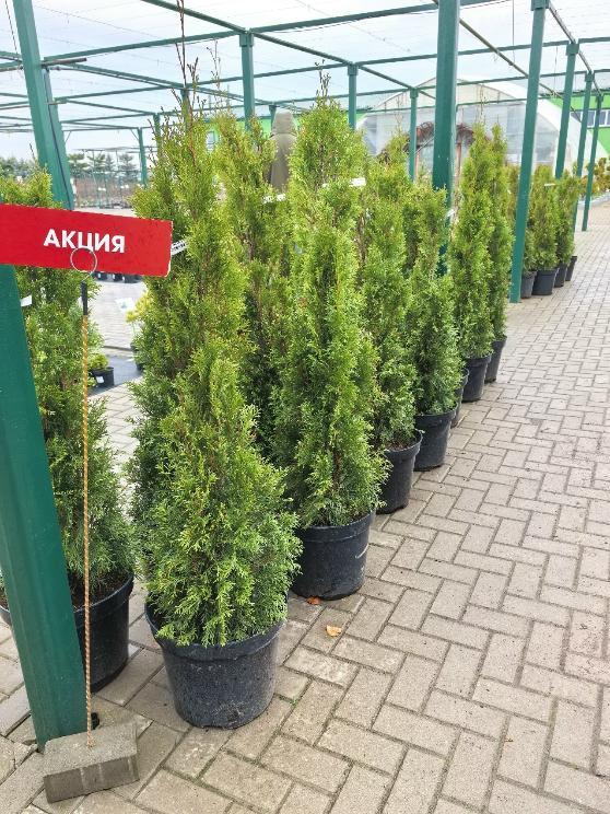 АКЦИЯ ! Туя западная Smaragd 100 см!