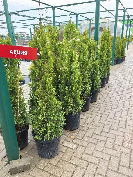 АКЦИЯ ! Туя западная Smaragd 100 см!