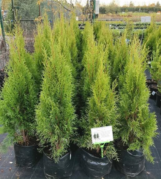 АКЦИЯ!Туя западная "Smaragd" C5-7,5 h80см