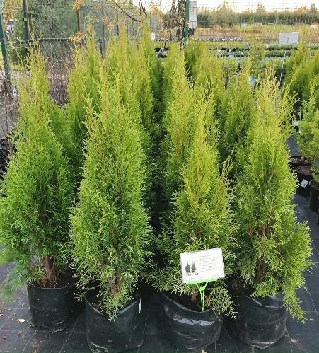 АКЦИЯ!Туя западная "Smaragd" 060 см  С5-7,5