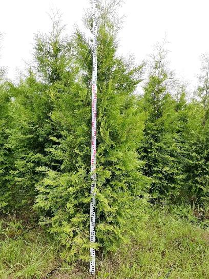 АКЦИЯ!!! Освобождаем поля!!! Туя западная  Brabant от 270 см по 5000 руб.!!