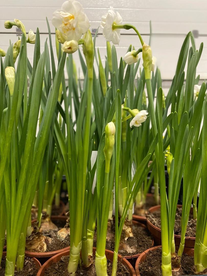 1Нарциссы к 8 марта!