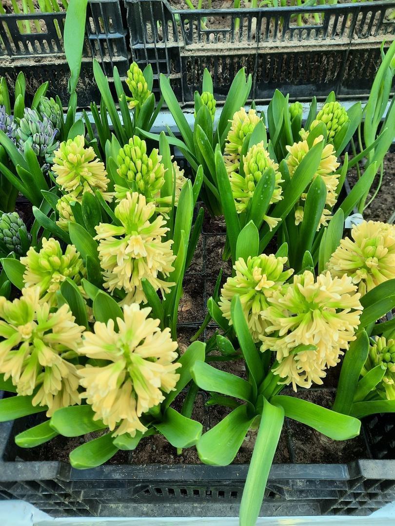 1 Гиациты к 8 марта! 