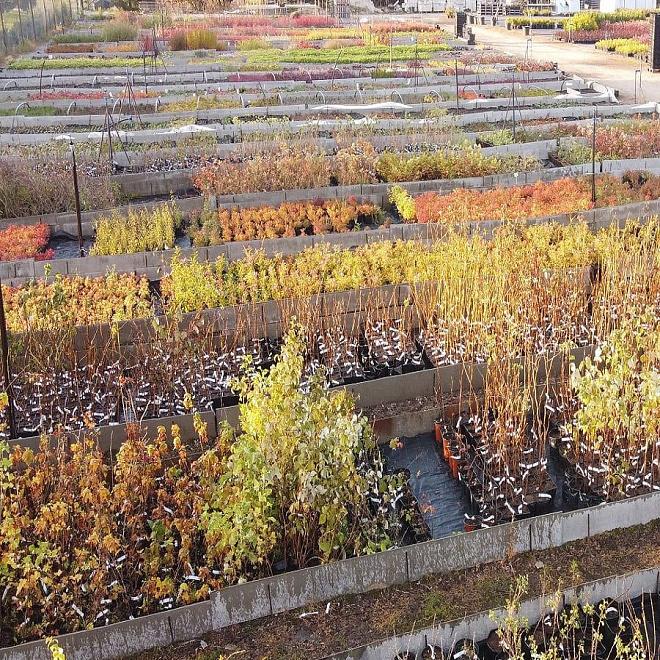 Лиственные кустарники