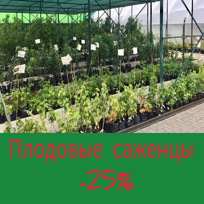 Плодовые саженцы