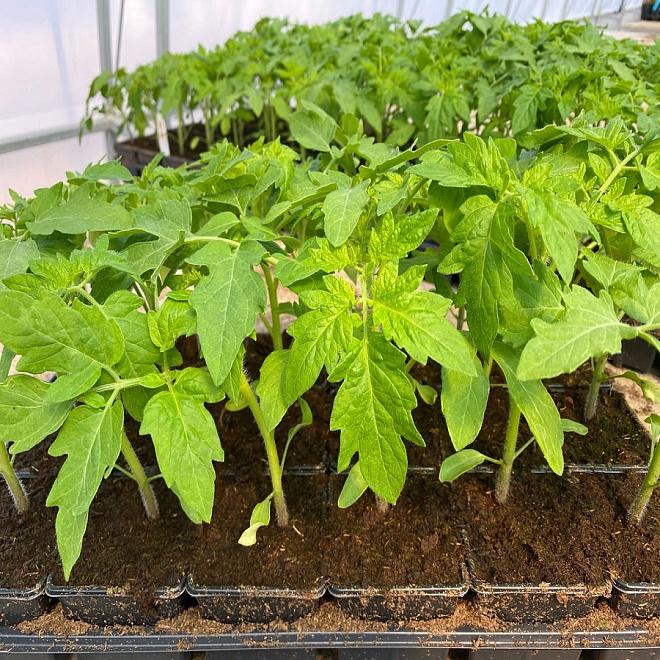 Овощная рассада