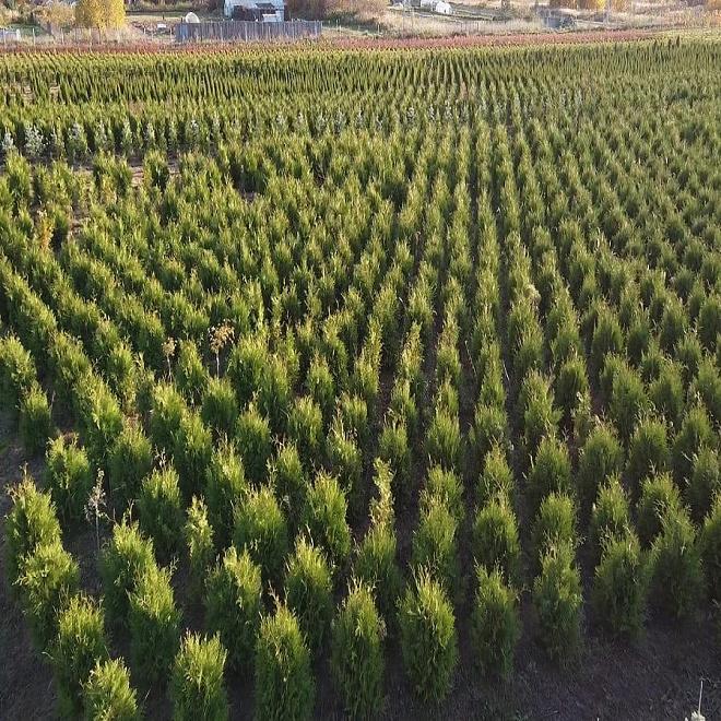 Хвойные саженцы