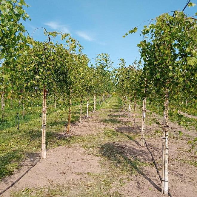 Лиственные деревья