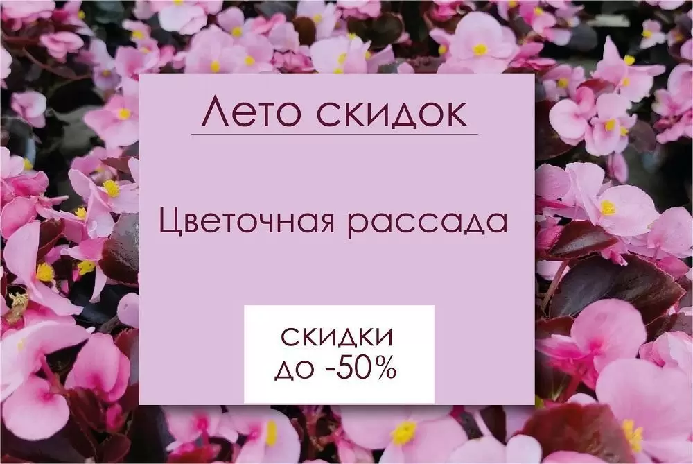АКЦИЯ! НА ОДНОЛЕТНЮЮ ЦВЕТОЧНУЮ РАССАДУ ДО 50 %!
