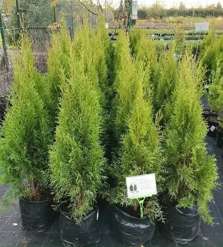 АКЦИЯ!Туя западная "Smaragd" 060 см  С5-7,5